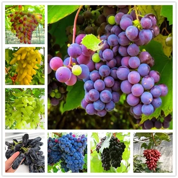 50Pcs Vynuogių Aromaterapija Smilkalų Aromato, Saulės, Rožių Vaisių Aromato Smilkalai