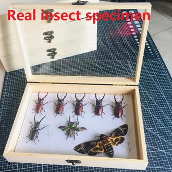 Nekilnojamojo vabzdžių Dragonfly kastuvu vabalas auksinis vėžlys neišsamus pirmuonys pavyzdys nepriklausomų pakuotės vertus širdys namų dekoro