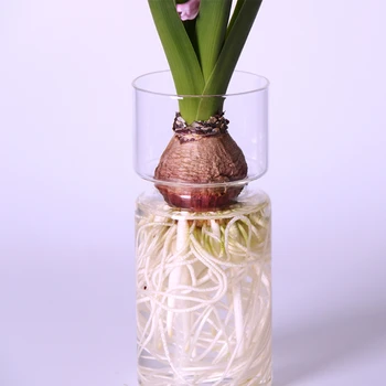 Skaidraus stiklo hiacintas buteliukas skaidrus gėlių, augalų butelis puodą 