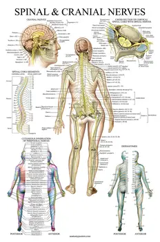 Stuburo Nervai Anatomijos Diagramos (Teksto Knygos Anatomija Nuotrauką Gydytojas) Meno Šilko Plakato spauda 24x36inch