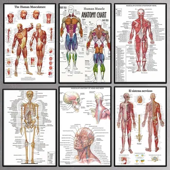 Žmogaus Raumenys, Anatomija, Medicinos Klinika, Vaizdo Sienos Skeletas Organų Sistemos, Spausdinimo Sienos Meno Įstaiga Švietimo HD Plakatą, Drobė, Tapyba