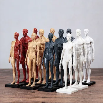 Žmogaus raumenų skeleto modelis tapybos meno kopija, skulptūros, modeliavimas, kūno modelis darbalaukio dekoratyvinis ornamentas