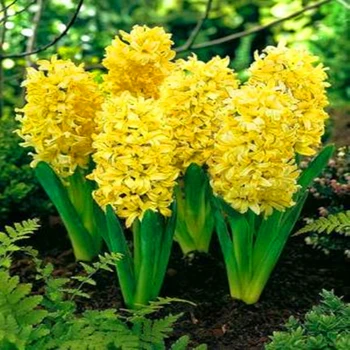 2vnt Kvepalai Hiacintų Svogūnėlių Aromaterapija Smilkalų Kvepiančių Gėlių Aromato Smilkalai Nuotrauka 2