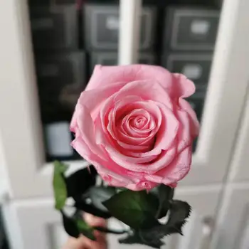 4-5CM/28cm,Natūralūs Konservuoti Rose flower 