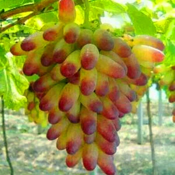 50Pcs Vynuogių Aromaterapija Smilkalų Aromato, Saulės, Rožių Vaisių Aromato Smilkalai Nuotrauka 2