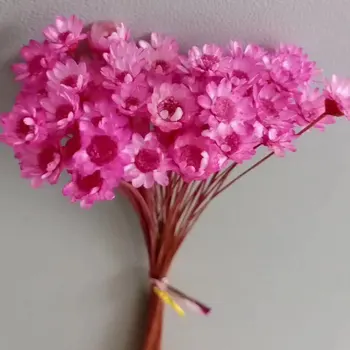 Natūralios Sausos Gėlės Brazilijos Mažų Žvaigždučių Daisy Dekoratyvinis Džiovintos gėlės Mini Daisy Puokštės, Vestuvių Gėlių Išdėstymas Nuotrauka 2