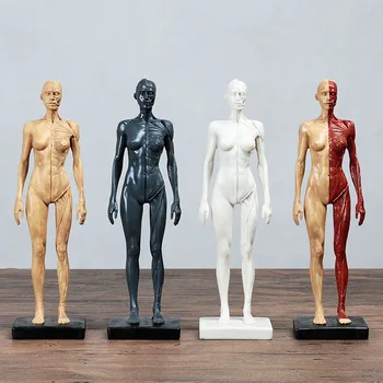 Žmogaus raumenų skeleto modelis tapybos meno kopija, skulptūros, modeliavimas, kūno modelis darbalaukio dekoratyvinis ornamentas Nuotrauka 2